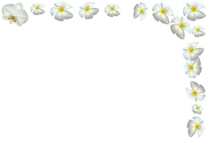 demi-cadre de fleurs blanches