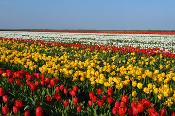 tulips-farm-2