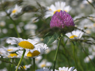 wild flowers