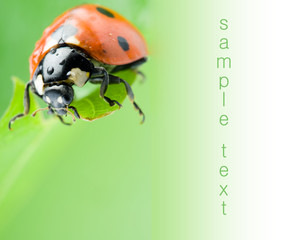 green leaf with ladybug