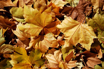 autumn