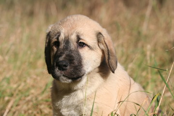 Petit Berger d'Anatolie pensif