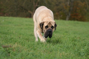 le mastiff decontracté