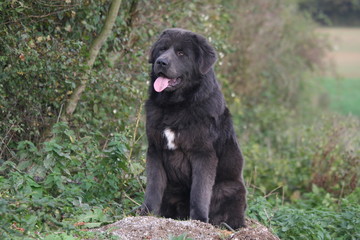 dogue du tibet qui ecoute son maitre