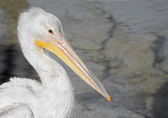 American White Pelican