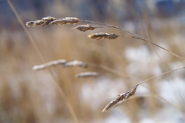 Obraz premium Ears of grass in snow