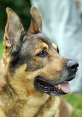 Deutsche Schäferhund