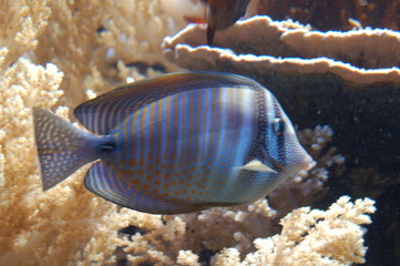 faune tropicale