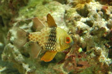 Fototapeta premium poisson tropical