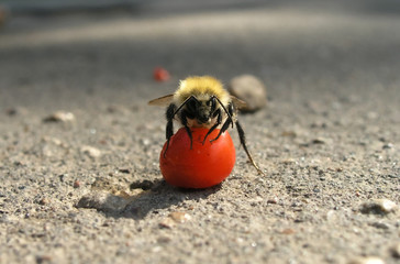 Small bumblebee sitting on the red ash berry
