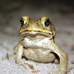 sturdy posing frog