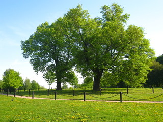 Two historical oak trees fo 400 years, park Kolomenskoye Moscow