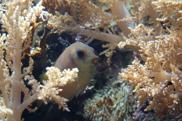 biotope marin