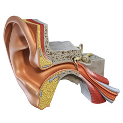 Ear inner anatomy section 3d
