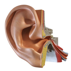 Ear anatomy inner 3d