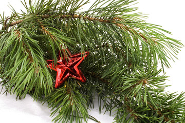 Red star with pine