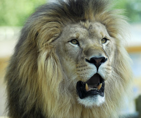 Portrait d'un lion