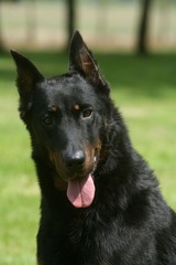 le beauceron fatigué