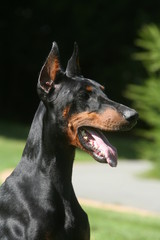 profil d'un dobermann