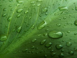 Gouttes d'eau sur feuille d'Arum