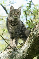 magnifique vue du maine coon dans un arbre
