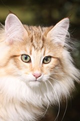 la tête du norvégien au regard concentré