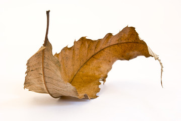 feuille morte