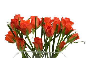 red roses in the vase on white background