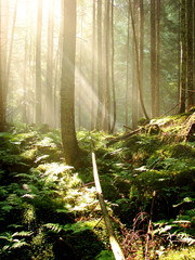 forest © Pakhnyushchyy