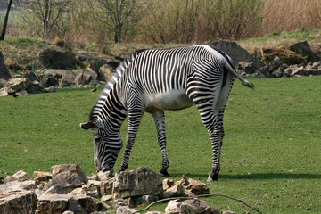Zebra