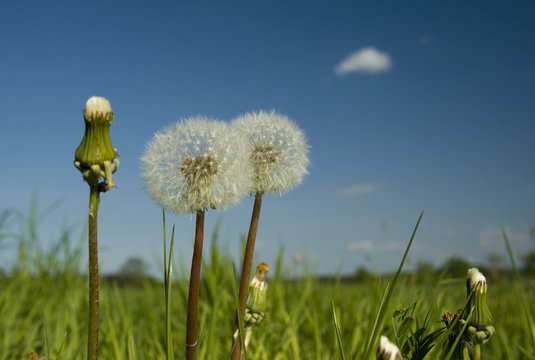 Fototapeta Pusteblumen