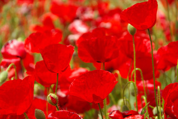 Klatschmohn - corn poppy 28