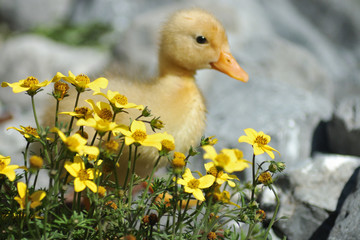 Canard jaune dans les fleurs