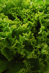 Insalata riccia © Comugnero Silvana