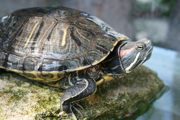 Picture of tortoise on a stone, in a pool