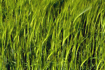 Beautiful wheat field detail