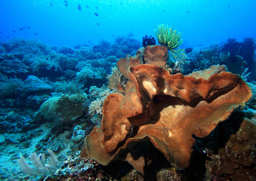 Large Indo Pacific Sponge