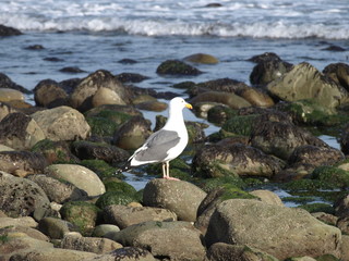 Bird in ocean