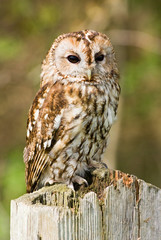 Tawny Owl