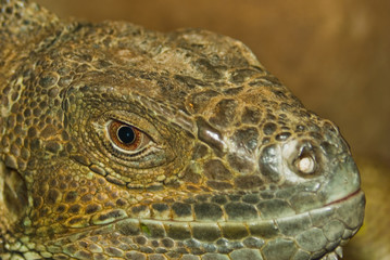 reptile