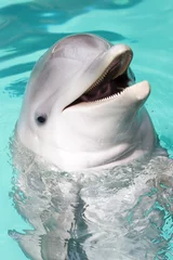 Abwaschbare Fototapete Delfin Tümmler