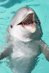 Fototapeta premium bottle-nose dolphin