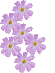 Obraz na płótnie Canvas Camomile flowers decorative