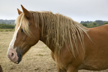 cheval de trait  portrait de profil © JONATHAN
