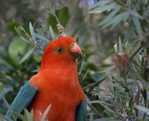 king parrot Alisterus scapularis
