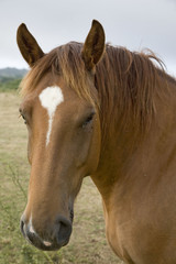 Obraz premium cheval de trait : portrait de face