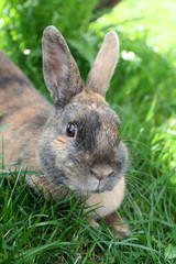 Hase, Gras