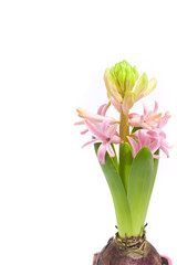 Pink hyacinth