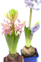 Hyacinths in pots
