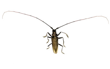 Capricorn beetle